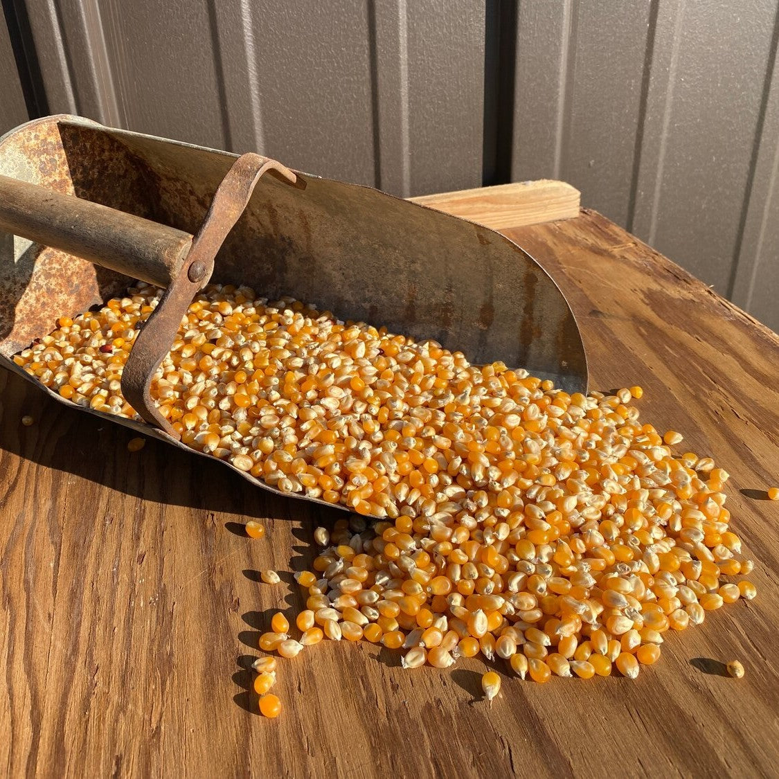 Henry's Yellow Popcorn Kernels Ohio Till Farmstead
