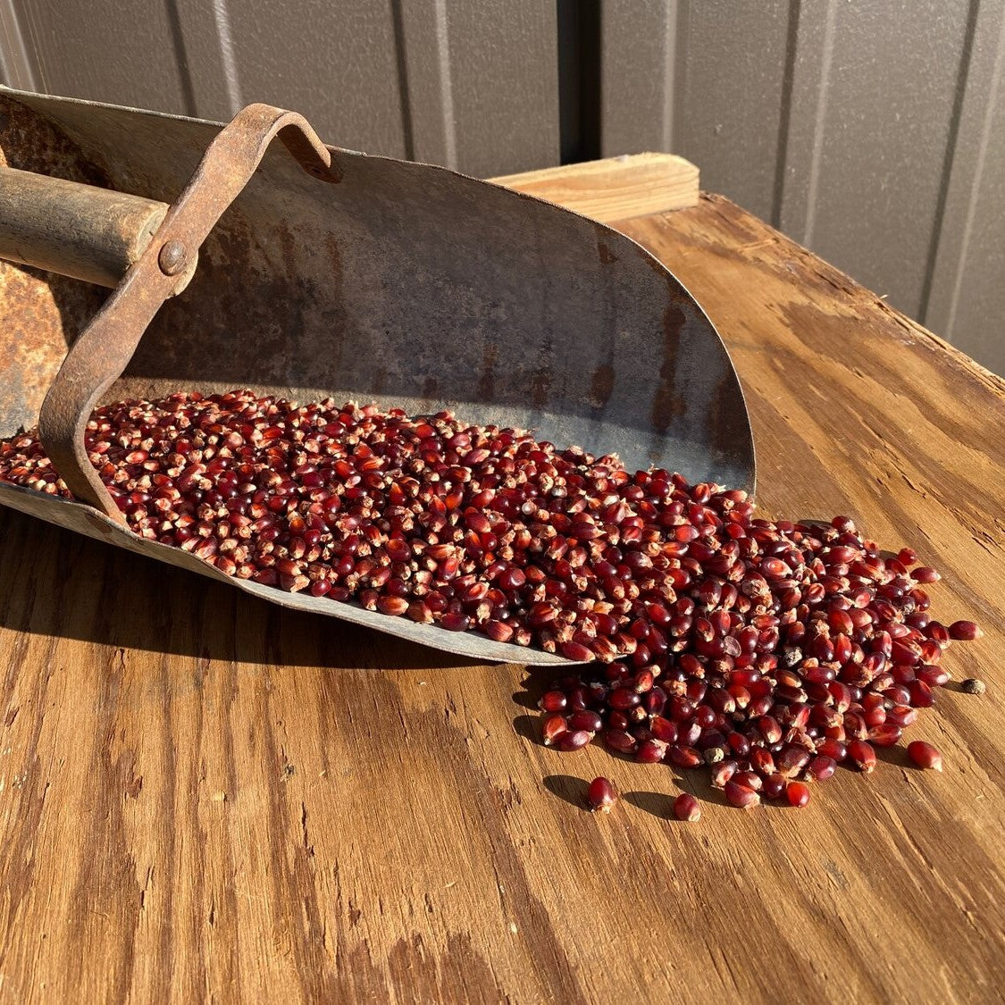 Avalon Ruby Red Popcorn Kernels Ohio Till Farmstead