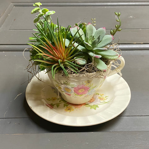 Floral Centerpiece Tea Cup Saucer Succulent Fairy Garden #1