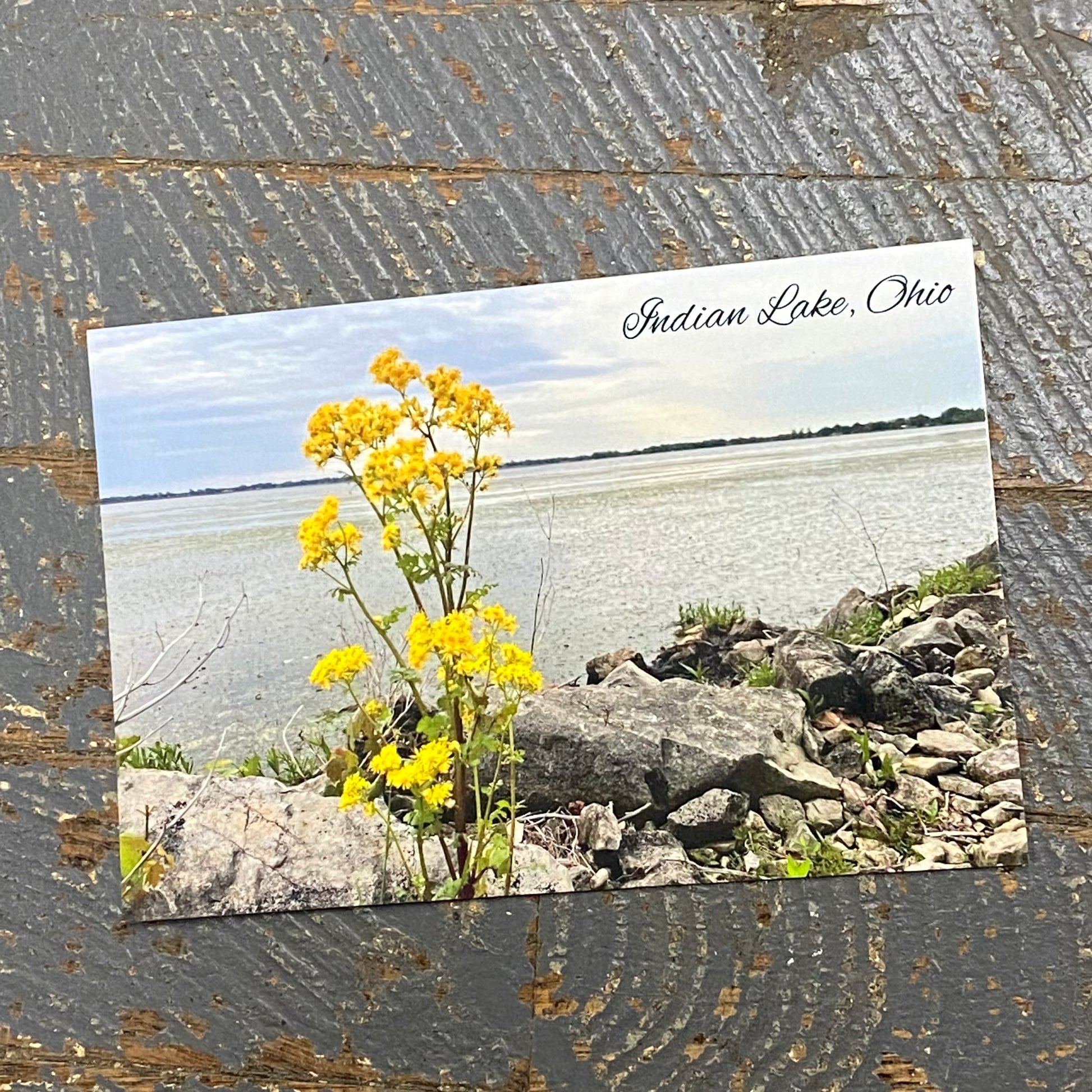 Indian Lake Post Card South Bank Water Yellow Flower Indian Lake Ohio