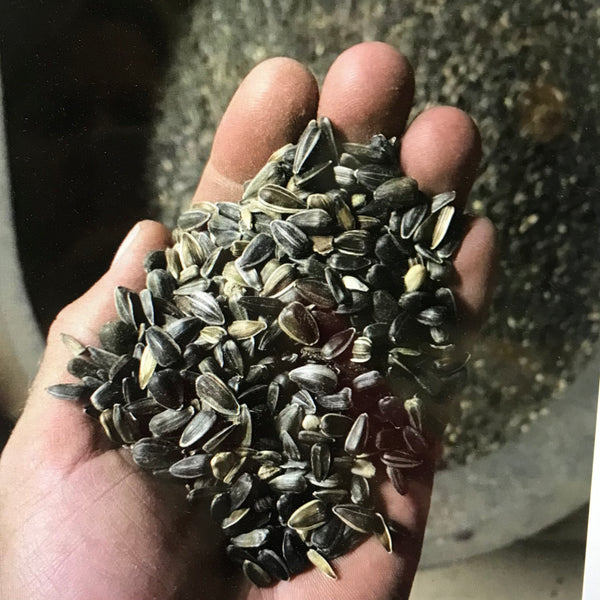 Wild Bird Seed Black Oil Sunflower Seed Ohio Till Farmstead